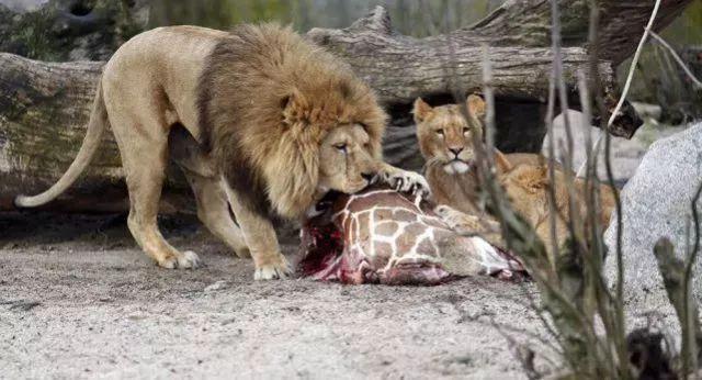 动物园：把不要的宠物捐给我们喂狮子吧！