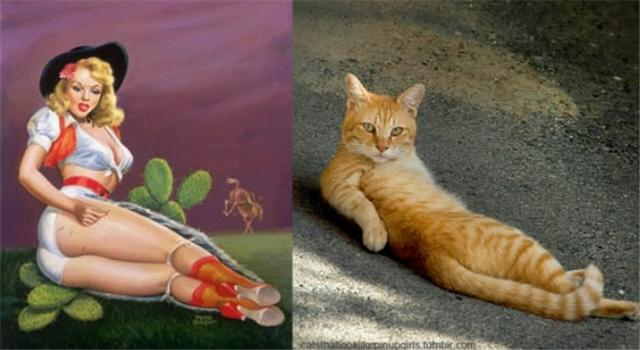 13张超性感猫咪来袭,可爱和性感的猫咪你更喜欢哪一个?