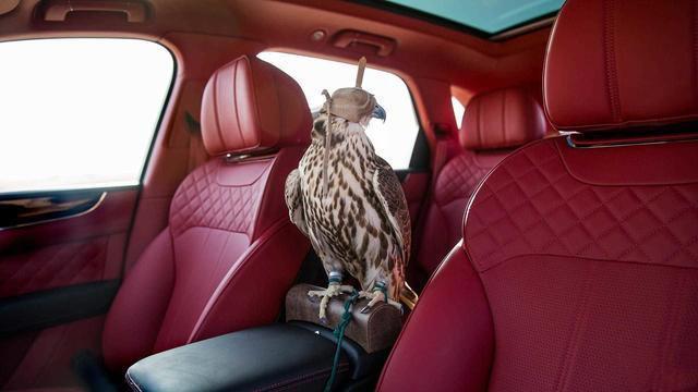 为满足中东富豪，宾利推出添越猎鹰版，网友：鸟坐的车都比我好