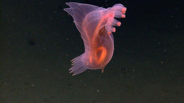 海底真奇妙：世界上10大神奇的海洋生物，见过一个算你牛！