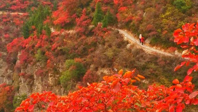 徒步危石鸟道，登临三峡之巅，奉节县打造中国最美步道