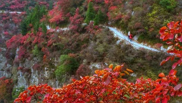 徒步危石鸟道，登临三峡之巅，奉节县打造中国最美步道