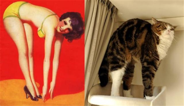 13张超性感猫咪来袭,可爱和性感的猫咪你更喜欢哪一个?