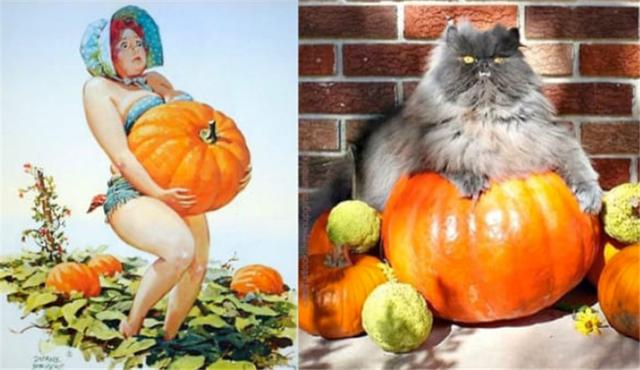 13张超性感猫咪来袭,可爱和性感的猫咪你更喜欢哪一个?