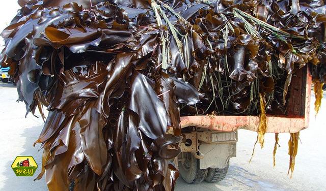 水产养殖户把海带、牡蛎和海参混养，实现共赢，你猜他怎么做的？