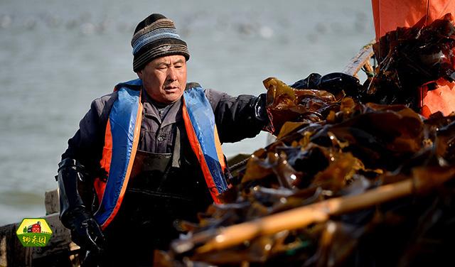水产养殖户把海带、牡蛎和海参混养，实现共赢，你猜他怎么做的？