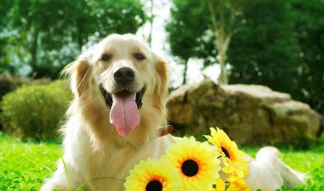 如何调教自己的宠物爱犬｜宠物知识