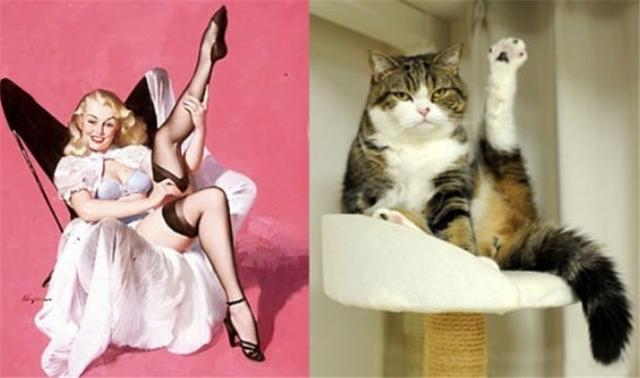 13张超性感猫咪来袭,可爱和性感的猫咪你更喜欢哪一个?