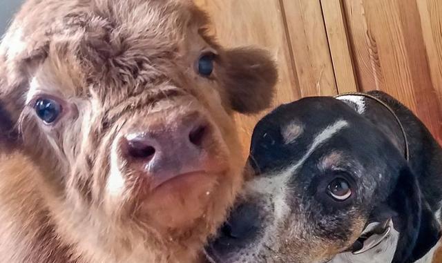 迷你高地牛被美国夫妇收养，做了家庭宠物还觉得自己是狗