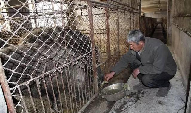 付广锋绿色养殖野猪让放心肉香飘四方