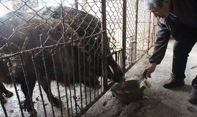 付广锋绿色养殖野猪让放心肉香飘四方