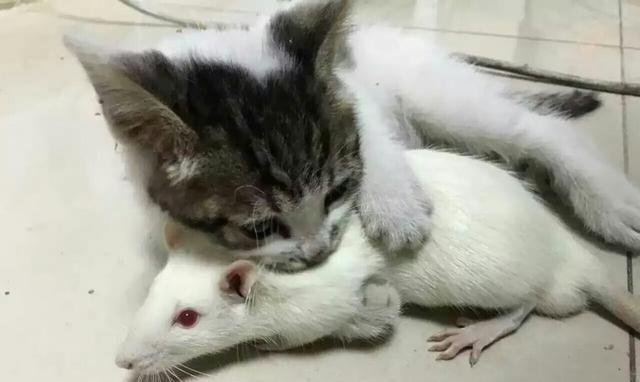 为了让猫咪学会捕鼠，主人给它买了一只老鼠，没想到结局让人失望
