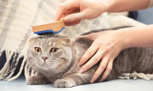 每天费劲巴拉给猫梳毛, 它不领情为什么? 看看你的打开方式对了吗?