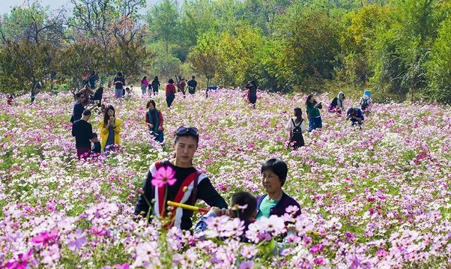 临朐红叶谷——格桑花海斗红叶