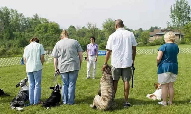 您想成为训犬师吗？分享在美国如何成为训犬师的经历