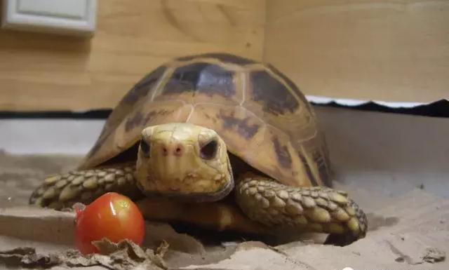 观赏鱼世界「缅甸陆龟」的饲养方法 独家五个小窍门