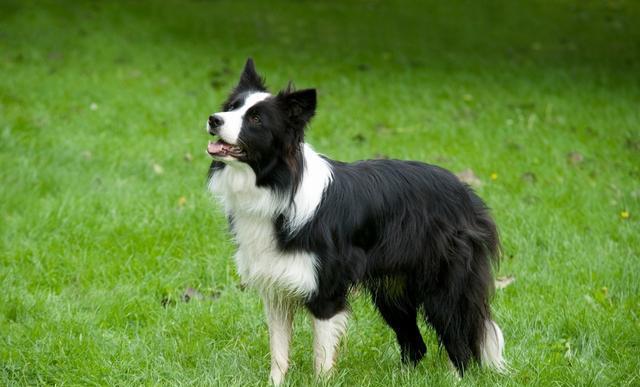 全球名犬智商排行榜前十