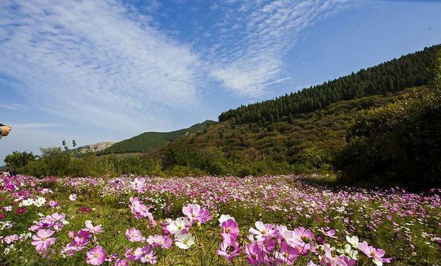 临朐红叶谷——格桑花海斗红叶