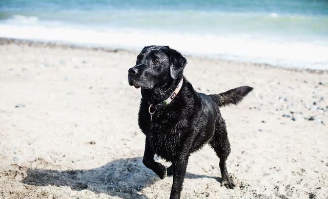 全球名犬智商排行榜前十