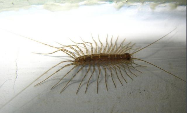 家里白色小虫子种类识别 如何彻底清除书虱衣蛾