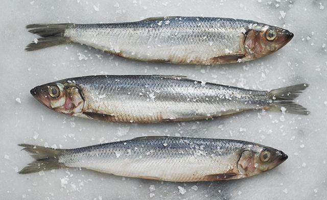 你能分清鲱鱼、沙丁鱼和秋刀鱼吗? 做成罐头都好吃