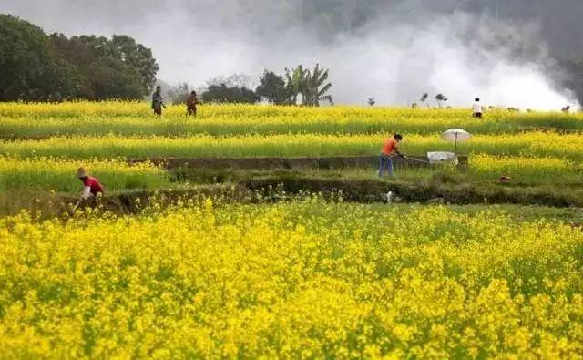 不用去婺源，深圳周边的油菜花陆续开放！千亩花海美如画！