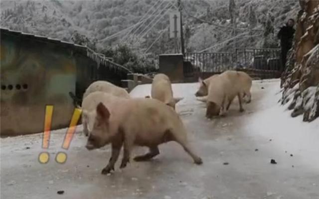 南方的猪第一次见到雪后激动不已，“猪坚强”变成了“滑雪猪”