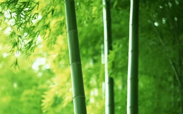 竹子护宅，香椿辟邪，植物栽种风水讲究