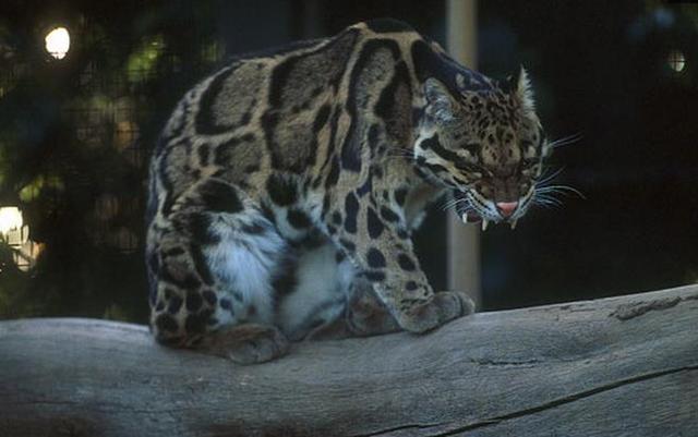 中国最神秘的猫科王者, 丛林中的幽灵杀手“小剑齿虎”