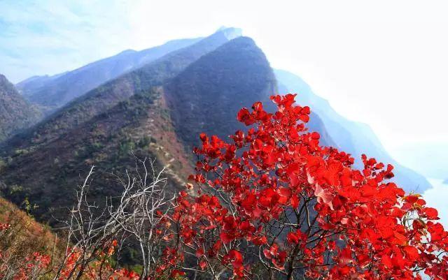 徒步危石鸟道，登临三峡之巅，奉节县打造中国最美步道