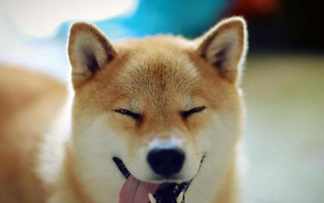 世界名犬——柴犬（Shiba Inu）