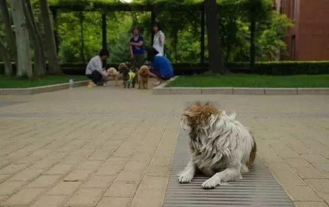 大橘看到网友怀里的宠物猫，一脸羡慕：如果有家，谁愿意流浪？