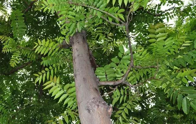 竹子护宅，香椿辟邪，植物栽种风水讲究