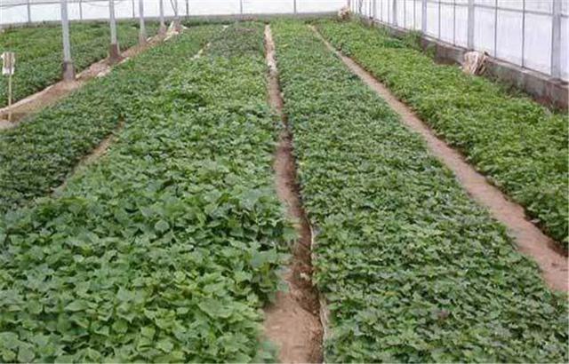 红薯育种的时间和苗床布置，种薯的处理方法和排种技术