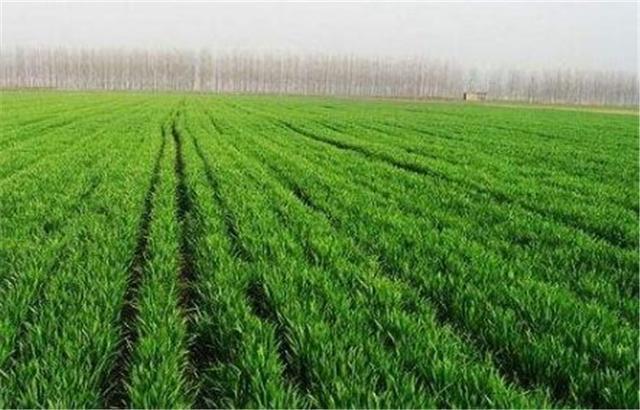 冬小麦种植不同阶段用什么肥比较好, 施肥的技术原则