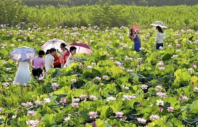 浙江最美赏花胜地, 临安有四个入围, 你都去过了吗?