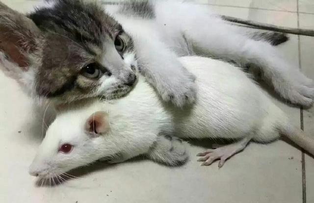 为了让猫咪学会捕鼠，主人给它买了一只老鼠，没想到结局让人失望
