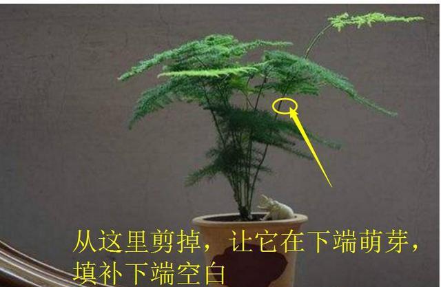 阿布教你养植物｜不要错过3种让文竹变美的修剪手法