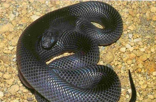 人类最怕的动物，世界上最恐怖的十大毒蛇，眼镜王蛇才排名第五