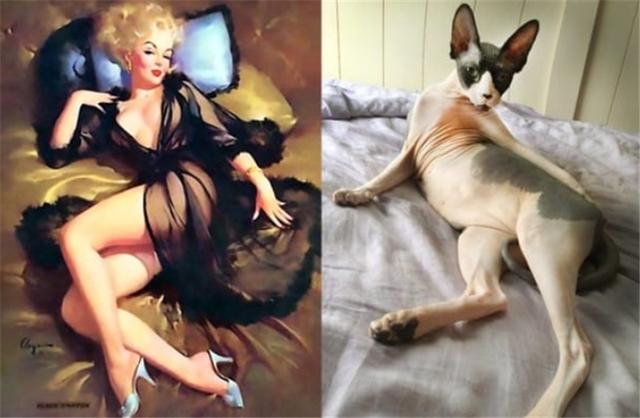 13张超性感猫咪来袭,可爱和性感的猫咪你更喜欢哪一个?