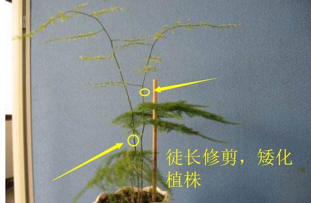 阿布教你养植物｜不要错过3种让文竹变美的修剪手法