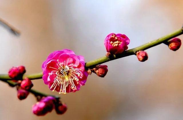 2018广济桃花节开幕！走，到广济邂逅最美的春天~