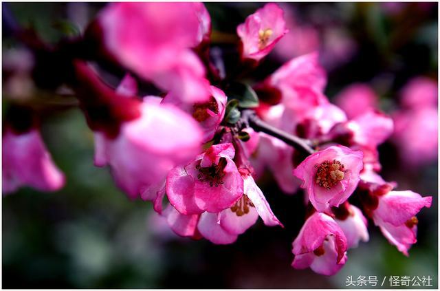 木瓜花都，开7色花，7万亩木瓜三月变花海，美女寻芳来来来