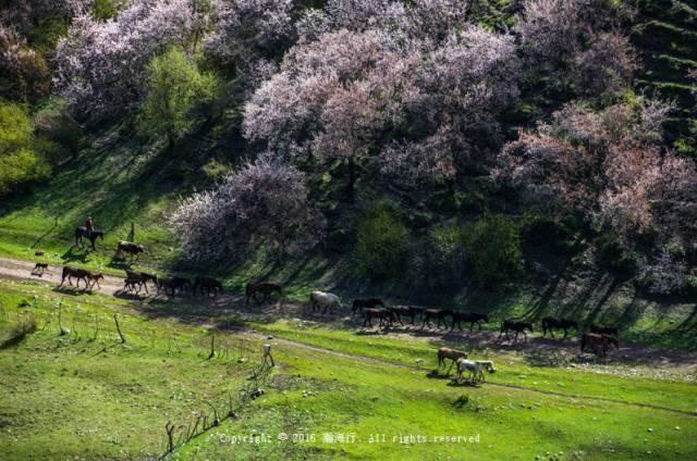 新疆的春天叫伊犁！花海、草原、原野组成了一幅人间最美的画卷