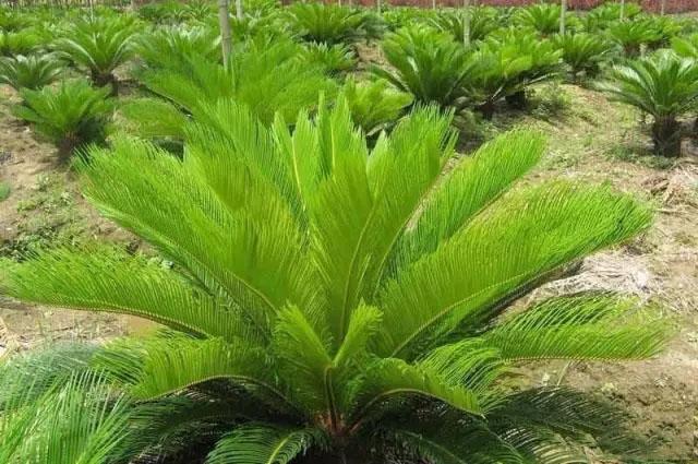 竹子护宅，香椿辟邪，植物栽种风水讲究