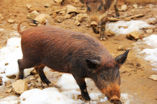 嵩县大坪陡沟，一个有关“野猪林”的真实故事……