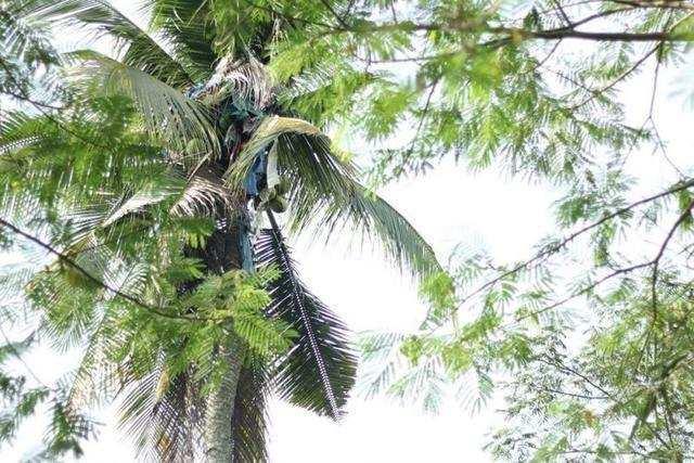 男子爬上18米高的椰子树3年都没下来, 靠母亲送水和食物度日