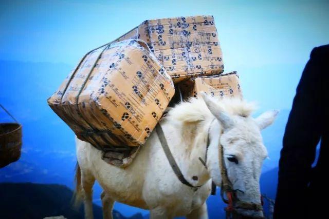 徒步危石鸟道，登临三峡之巅，奉节县打造中国最美步道