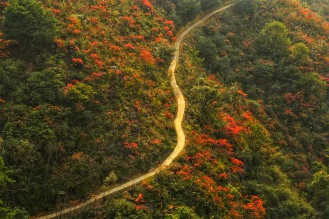 徒步危石鸟道，登临三峡之巅，奉节县打造中国最美步道