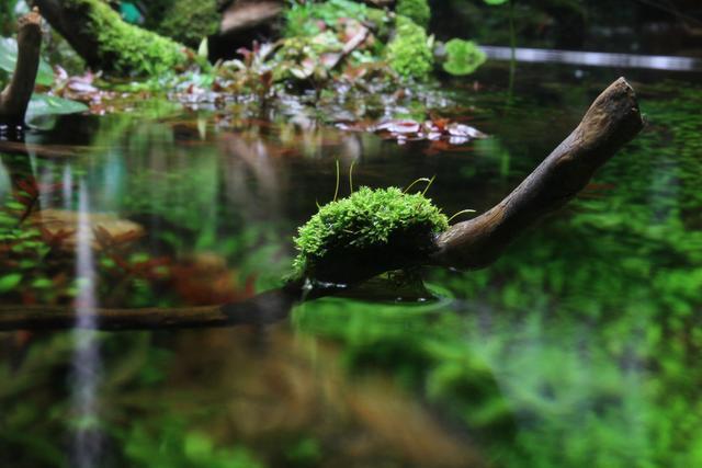 家居水景丨一个月的90水陆矮缸成景图展示